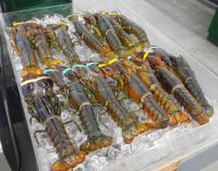 Good Quality Frozen seafood Canadian lobster