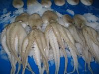 Quality frozen octopus for sale
