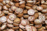 Dried betelnut