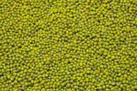 processing clean and sorting GREEN MUNG BEANS