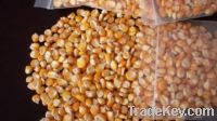  Maize | Maize Exporter | Corn Grain Seller | Maize Buyer | Bulk Maize Grain Importer | Corn bean Buyer | Corn bean Wholesaler | Corn Grain Manufacturer | Best Quality Corn Grain | Cheap Maize Supplier | Low Price Corn | Yellow Corn | White Cron | Baby Ma