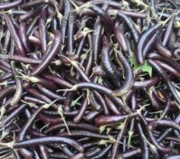 fresh best quality eggplant/brinjal & green chili