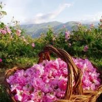Nature Bulgarian rose oil