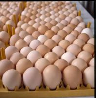 Fresh White and Brown Farm Chicken Eggs from South Africa Broiler Hatching Eggs Ross 308 And Cobb 500 And Chicken Table Eggs