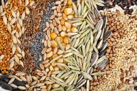 Quality Organic grains and seeds