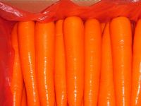A Grade Fresh Carrots