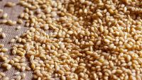 Malted Barley for sale, Feed Barley grain, Barley Malt grain