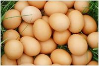 Fresh Farm Eggs