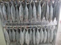 Frozen skipjack tuna