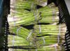 asparagus fresh