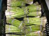 green ASPARAGUS