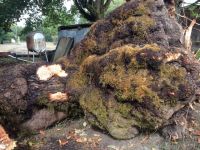 Big Leaf Maple burl logs