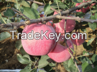 fuji apples