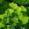 Sell Ginkgo Extract