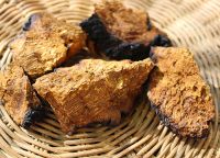 chaga mushroom