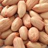 china groundnut peanut kernels