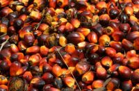 Palm Kernel