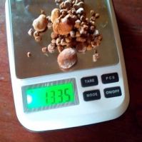 Ox Gallstones Natural Cow Gallstones