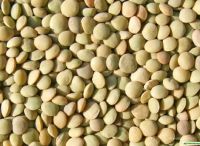 Green lentils small