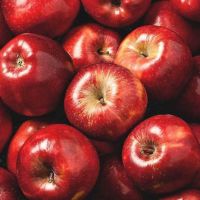 Fresh Red Apple