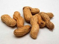 GROUNDNUT {PEANUT} EXPORT FROM NIGERIA