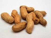 Peanut for sale