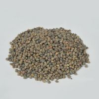 Ethiopian Origin Vetch Seeds