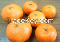 Japanese Mandarin Orange