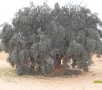 Tunisian organic olive oil