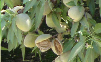 Almonds by Les Fruit de Carthage