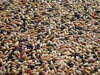 Complete Canary Seed Mix