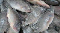 Frozen Tilapia Fish / Frozen Black & red Tilapia