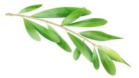 Olive Leaves