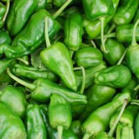 Best Quality Padron Pepper