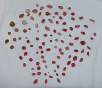 Lot of 104 Queen Pink Caribbean Conch Pearls