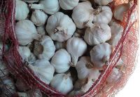 wholesale white galic for sale for sale