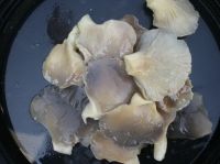 Sell salted oyster mushroom