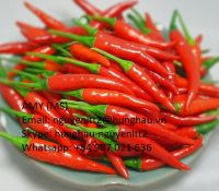 CHILI IN VIETNAM- HUNGHAU AGRICULTURAL CORP.