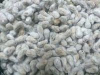 Fresh American Cottonseed