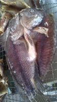 Dried Tilapia