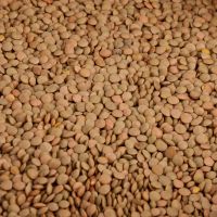 Cheap  lentils beans