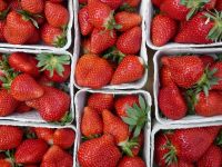 Cheap strawberry Fruits