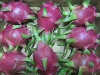 Cheap Fresh Dragon Fruits