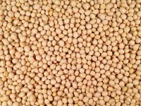 Cheap  soybeans