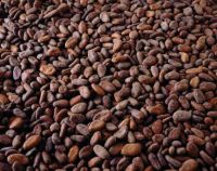 Cheap cacao beans available for sale