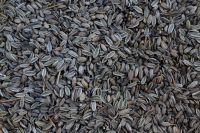 Cheap Black Fennel Seeds Available For Sale
