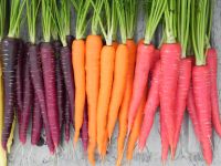 Cheap black carrot seeds/White Carrots/ Red Carrots Available For Sale