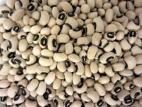 Cheap black eyed beans available For Sale