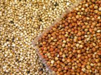 Cheap White Sorghum, Red sorghum Available For Sale