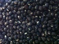 Cheap black matpe beans Available For Sale